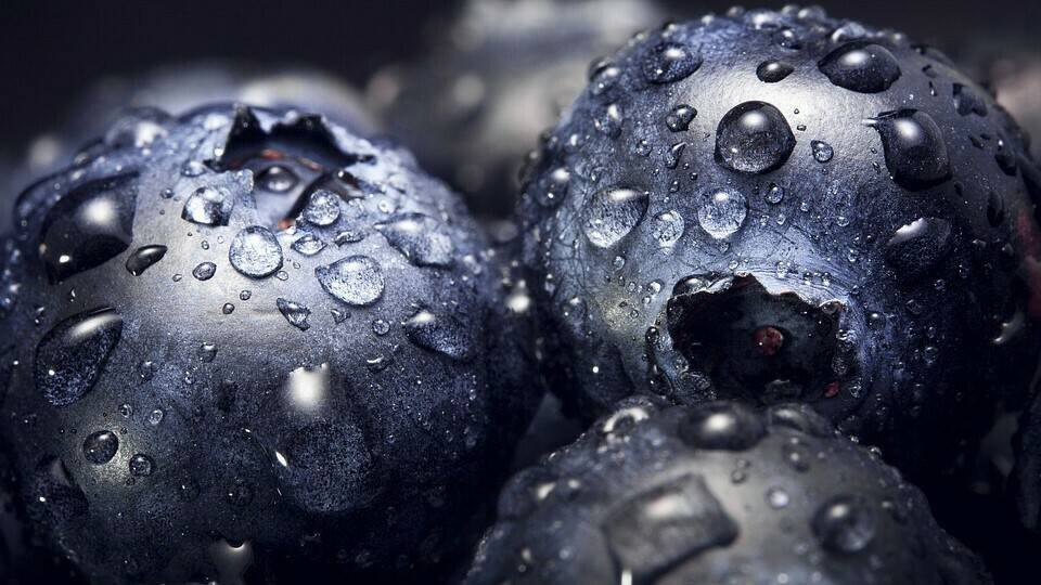 berries-1845683_960_720|PORTADA ACOAC